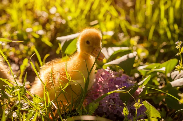 Duckling walking in the grass — Stock Photo, Image