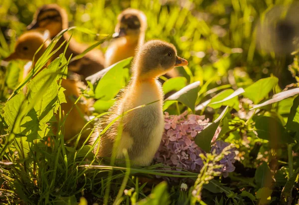 Group of ducklings walking in the grass — Stock Photo, Image