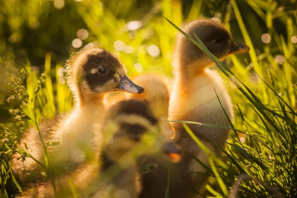 Group of ducklings walking in the grass — Stock Photo, Image