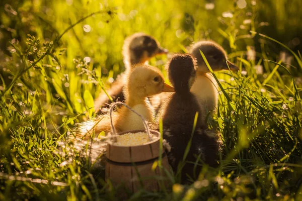 Aantal kuikens wandelen in het gras — Stockfoto