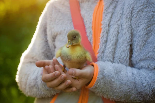 Girl holds a duckling — Stock Photo, Image