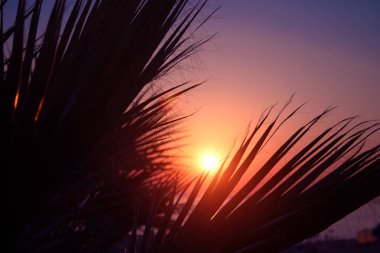 Gün batımında tropik sahilde palmiye ağaçları silueti