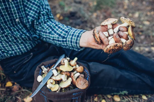 Чоловік тримає жменьку жирних грибів — стокове фото