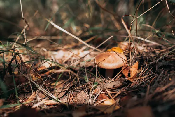 Ormanda yağlı mantar yetişir