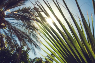 Güneş palmiye ağaçlarının arasından parlıyor.