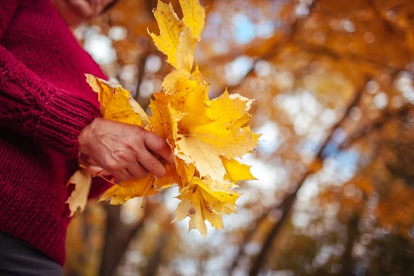 Donna tiene un mucchio di foglie gialle — Foto Stock