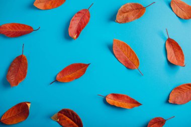 Güzel kırmızı mavi kağıt üzerinde bırakır. Sonbahar arka plan.