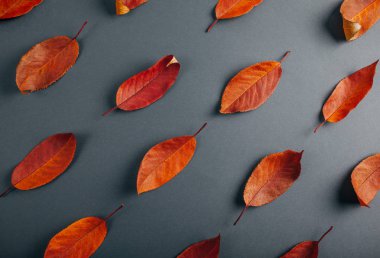 Güzel kırmızı gri kağıt üzerinde bırakır. Sonbahar arka plan.