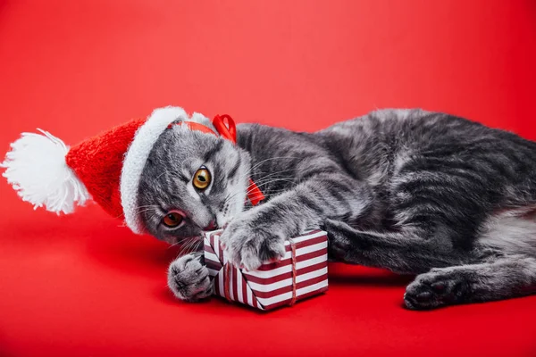 Grey tabby cat wears Santa's hat on red background and plays with a gift box. Christmas and New year concept — Stock Photo, Image