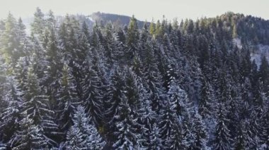 Uçuş karlı köknar ağaçları Bukovel, Karpat Dağları, Ukrayna üzerinden. 4 k hava dron manzara.