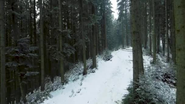 Aerial View Path Lying Winter Forest Carpathians Video — Stock Video