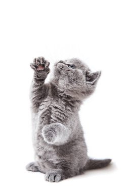 Beyaz arka plan üzerinde izole küçük İngiliz yavru kedi