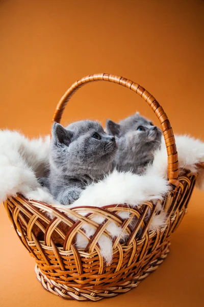 Два британских котенка сидят в корзине на оранжевом фоне — стоковое фото