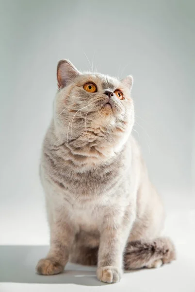 흰색 배경에 고립 된 주황색 눈을 가진 영국 황금 고양이 — 스톡 사진