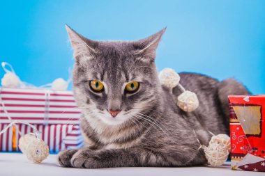 Gri tabby hediye kutuları ile çevrili ve mavi arka plan üzerinde çelenk ile kaplı