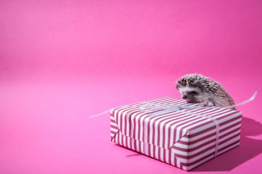 Pembe bir arka plan üzerinde mevcut küçük kirpi oturur