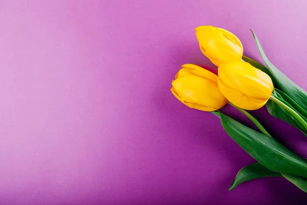 Gele tulpen op paarse achtergrond — Stockfoto