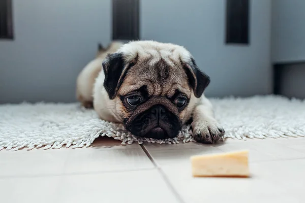 Mutfak peynir yemek izin bekleyen pug köpek.