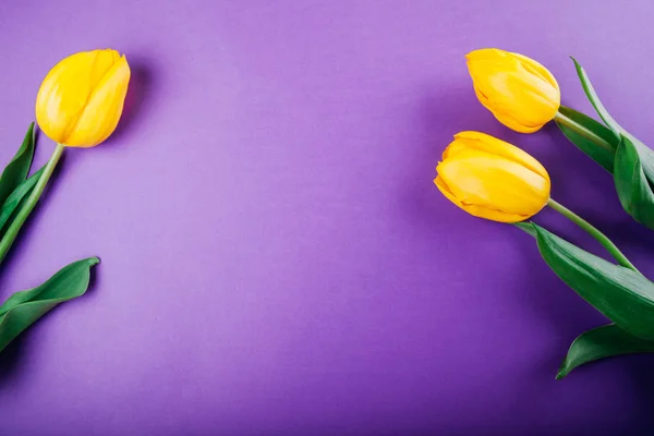 Gele tulpen op paarse achtergrond — Stockfoto