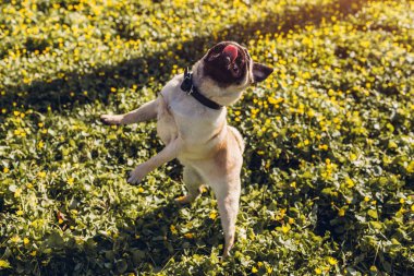 Bahar ormanda yürüyen pug köpek. Eğleniyor sarı çiçekler arasında sabah köpek yavrusu. Köpek yiyecek yakalamak için atlar