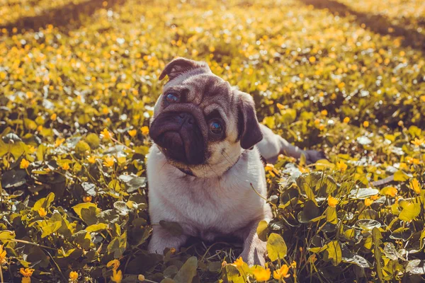 Pug dog paseando en el bosque de primavera. Cachorro acostado entre flores amarillas por la mañana y mira a la cámara — Foto de Stock
