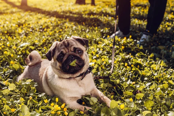 Donna cane carlino ambulante nella foresta primaverile. Felice cucciolo sdraiato tra fiori gialli al mattino e mastica erba — Foto Stock