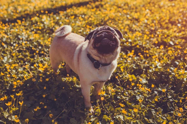 Pug dog paseando en el bosque de primavera. Cachorro se queda entre flores amarillas en la mañana y mira hacia arriba en el maestro — Foto de Stock