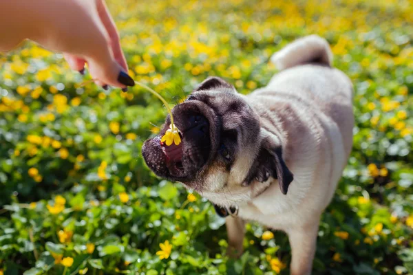Una mujer jugando con un perrito. Cachorro tratando de coger la flor. Paseos de perros en el bosque entre flores. Perro gato feliz — Foto de Stock
