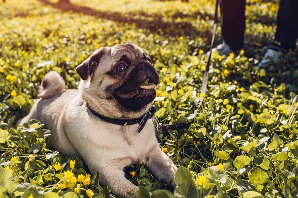 Donna cane carlino ambulante nella foresta primaverile. Felice cucciolo sdraiato tra fiori gialli al mattino e mastica erba — Foto Stock