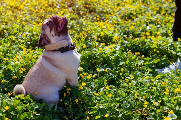 Una perra paseante en el bosque de primavera. Cachorro feliz sentado entre flores amarillas en la mañana esperando órdenes — Foto de Stock