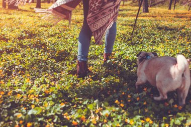 Kadın yürüyen pug köpek bahar orman içinde. Sabahları sarı çiçekler arasında çalışan mutlu köpek yavrusu. Doğanın keyfini köpek