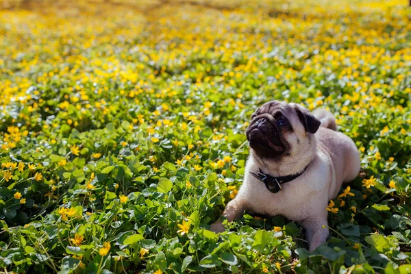 Pug dog walking in spring forest. Puppy lying among yellow flowers in the morning and having rest