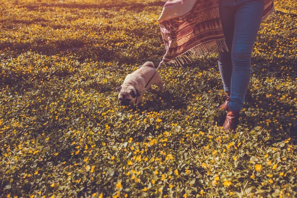 Donna cane carlino ambulante nella foresta primaverile. Buon cucciolo che corre tra fiori gialli al mattino. Cane godendo della natura — Foto Stock