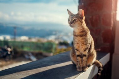 Santorini Adası 'ndaki otelin terasında evsiz bir kedi oturuyor..