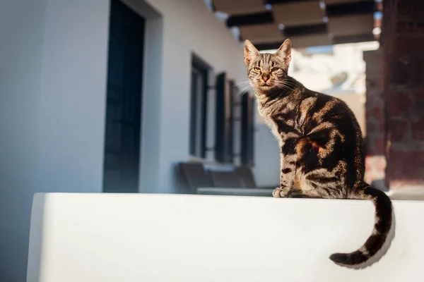 Homeless cat sitting on hotel terrace outdoors on Santorini island.