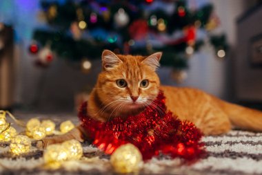 Kızıl kedi Noel ağacının altında çelenkle oynuyor. Noel ve Yeni Yıl kavramı