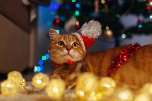 Ginger kot nosi kapelusz Mikołaja pod choinką bawiąc się światłami. Koncepcja Bożego Narodzenia i Nowego Roku — Zdjęcie stockowe