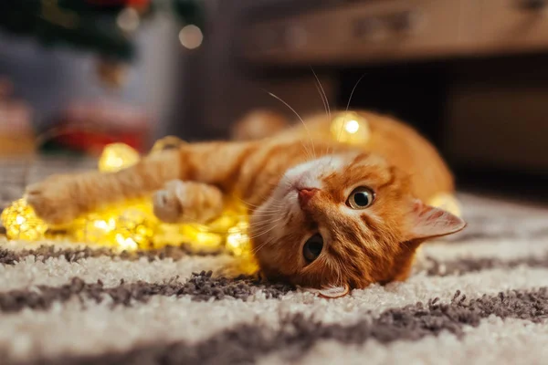 Ginger cat playing with garland under Christmas tree. Christmas and New year concept — Stock Photo, Image