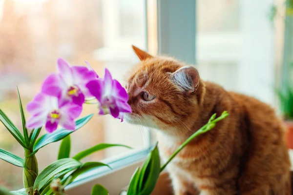Gingembre chat odeur dendrobium orchidée marche sur le rebord de la fenêtre à la maison. Animaux curieux — Photo