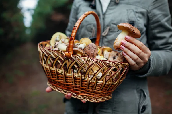 Жінка тримає кошик з жирних грибів в осінньому лісі. Збирання свіжих органічних грибів Slippery Jack — стокове фото