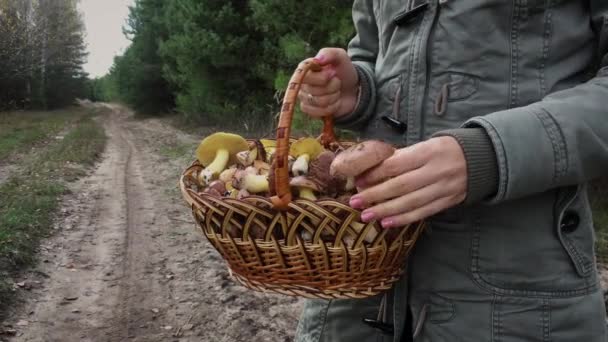 Kobieta Trzyma Kosz Tłustych Grzybów Jesiennym Lesie Odbieram Świeże Organiczne — Wideo stockowe