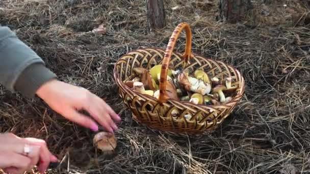 Donna Raccogliendo Funghi Oleosi Nella Foresta Autunnale Tagliandoli Con Coltello — Video Stock