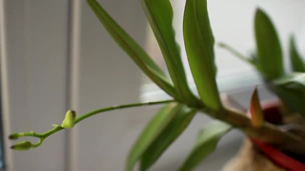 Dendrobium Orkidesi Bitkileri Pencere Pervazında Çiçek Açar Çiçek Açmış Menekşe — Stok video