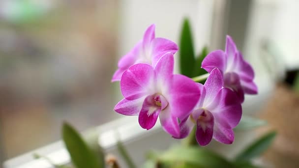 Dendrobium Orhidee Plantele Origine Înfloresc Pervazul Ferestrei Închiderea Florilor Violete — Videoclip de stoc