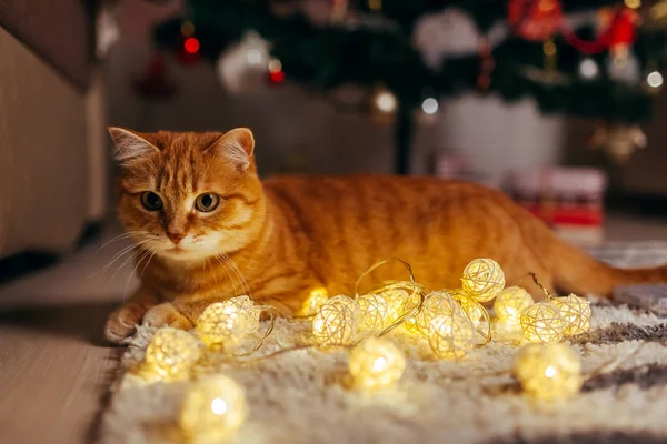 Kızıl kedi Noel ağacının altında çelenkle oynuyor. Noel ve Yeni Yıl kavramı — Stok fotoğraf