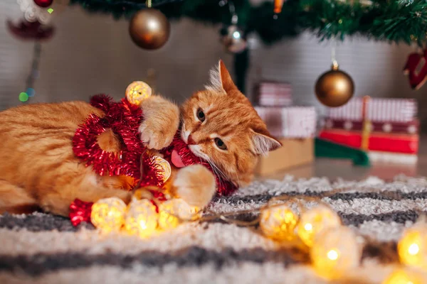 Ginger kočka si hraje s věncem pod vánočním stromečkem. Koncept Vánoc a Nového roku — Stock fotografie