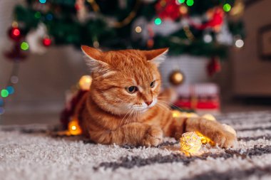 Kızıl kedi Noel ağacının altında çelenkle oynuyor. Noel ve Yeni Yıl kavramı