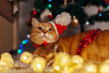 Kızıl kedi Noel Baba 'nın şapkasını Noel ağacının altına takıp ışıklarla oynuyor. Noel ve Yeni Yıl kavramı