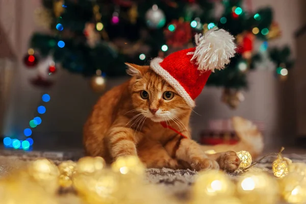 Ingwerkatze trägt Weihnachtsmütze unterm Weihnachtsbaum und spielt mit Lichtern. Weihnachts- und Neujahrskonzept — Stockfoto