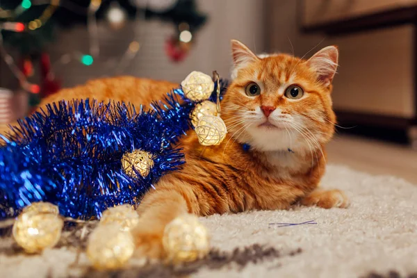 Gato jengibre jugando con guirnalda y oropel bajo el árbol de Navidad. Navidad y Año Nuevo concepto —  Fotos de Stock